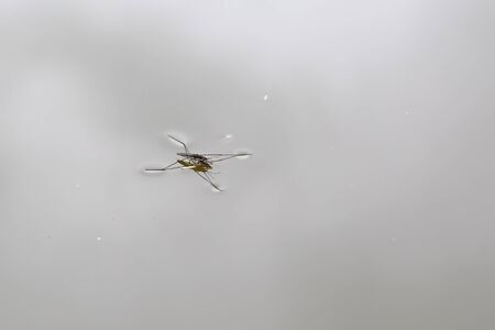 Gerris lacustris on the surface of the waterの写真素材