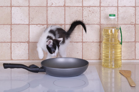 Curious kitten looks into the frying pan on the kitchen stoveの写真素材