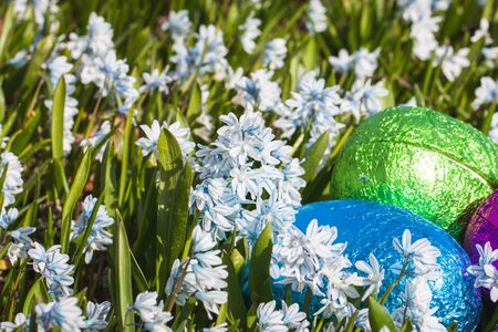 Colorful traditional swedish easter eggs, laying outside on field of white spring flowers. Egg treasure huntの写真素材