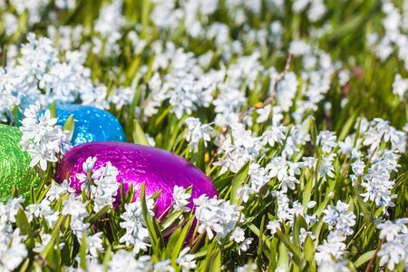 Colorful traditional swedish easter eggs, laying outside on field of white spring flowers. Egg treasure huntの写真素材