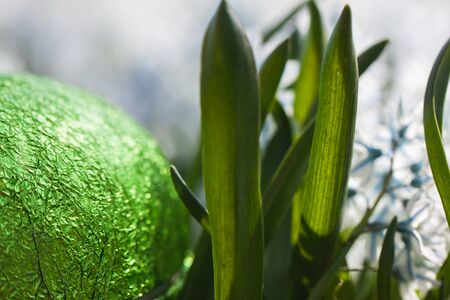 Colorful traditional swedish easter eggs, laying outside on field of white spring flowers. Egg treasure huntの写真素材