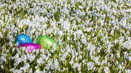 Colorful traditional swedish easter eggs, laying outside on field of white spring flowers. Egg treasure huntの写真素材