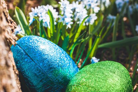 Colorful traditional swedish easter eggs, laying outside on field of white spring flowers. Egg treasure huntの写真素材