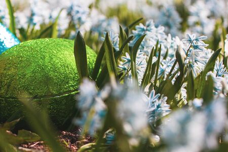 Colorful traditional swedish easter eggs, laying outside on field of white spring flowers. Egg treasure huntの写真素材