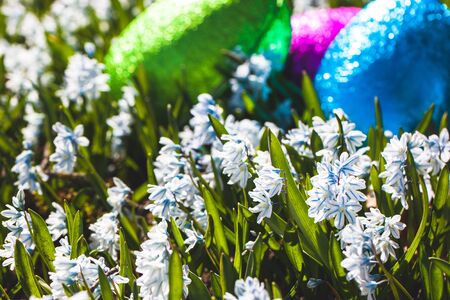 Colorful traditional swedish easter eggs, laying outside on field of white spring flowers. Egg treasure huntの写真素材