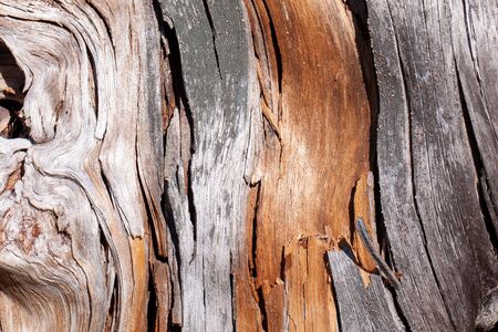 Natural wood texture. Old tree trunk with different texturesの写真素材