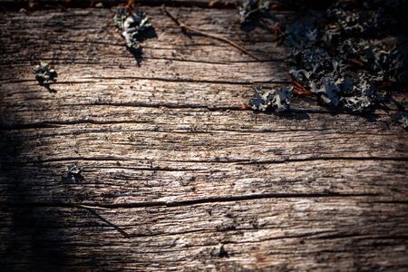 Natural wood texture. Old tree trunk with different texturesの写真素材