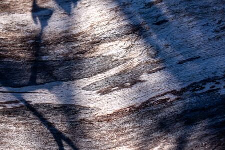 Birch tree stem background with bark. Light and shadows, silhouette of leaves Natural wood texture.の写真素材