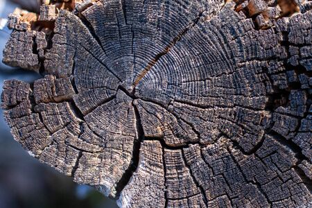 Natural wood texture. Old tree trunk with different texturesの写真素材