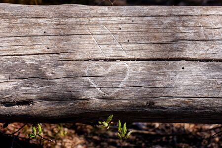 Heart carved into surface of an old tree trunkの写真素材