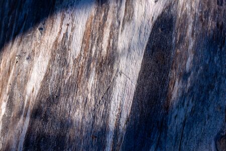 Birch tree stem background with bark. Light and shadows, silhouette of leaves Natural wood texture.の写真素材