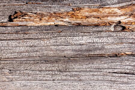 Natural wood texture. Old tree trunk with different texturesの写真素材