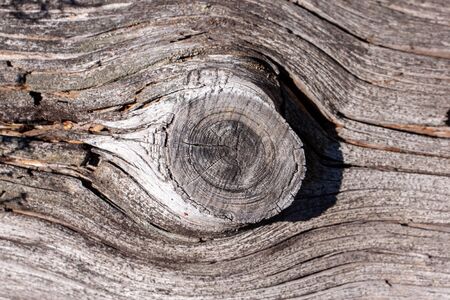 Natural wood texture. Old tree trunk with different texturesの写真素材