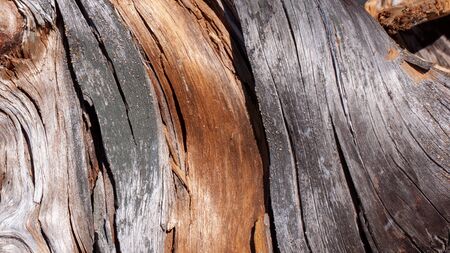 Natural wood texture. Old tree trunk with different texturesの写真素材