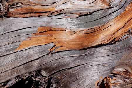 Natural wood texture. Old tree trunk with different texturesの写真素材
