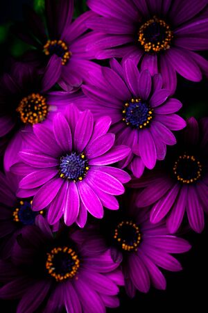 Close-up of a Osteospermum, or African daisy, flower. Purple, macro photography -dramatic and moodyの写真素材