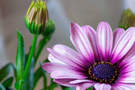 Close-up of a Osteospermum, or African daisy, flower. Purple, macro photographyの写真素材