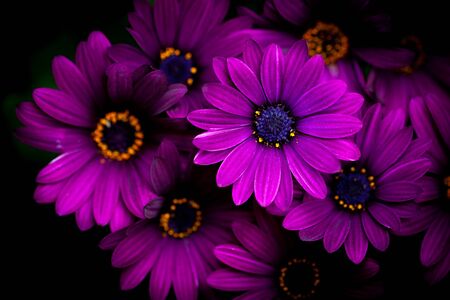 Close-up of a Osteospermum, or African daisy, flower. Purple, macro photography -dramatic and moodyの写真素材