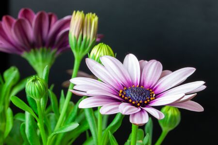 Close-up of a Osteospermum, or African daisy, flower. Purple, macro photographyの写真素材