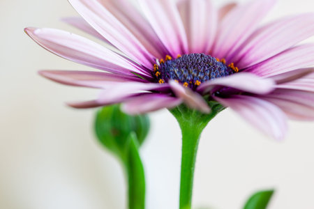 Close-up of a Osteospermum, or African daisy, flower. Purple, macro photography
