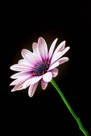 Close-up of a Osteospermum, or African daisy, flower. Purple, macro photographyの写真素材