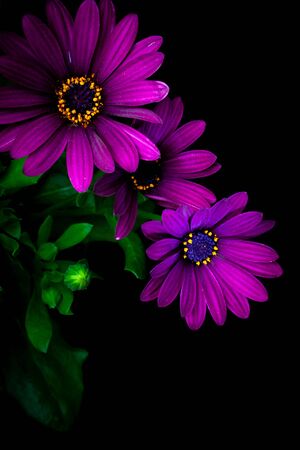 Close-up of a Osteospermum, or African daisy, flower. Purple, macro photography -dramatic and moodyの写真素材