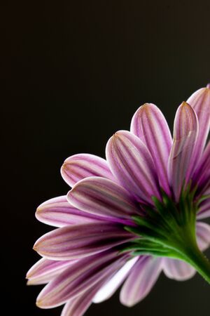 Close-up of a Osteospermum, or African daisy, flower. Purple, macro photographyの写真素材