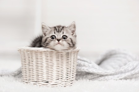 Small tabby kitten in a white basketの写真素材