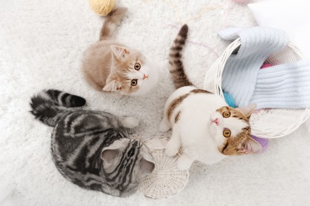 Three motley cat with a ball of yarn on the carpetの写真素材