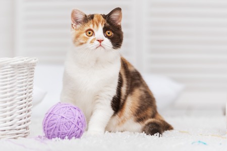 Cat with a ball of yarn lying on the carpet in the interiorの写真素材