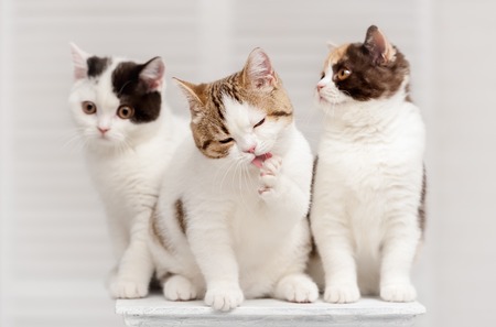 Three kittens on the shelf in the interiorの写真素材