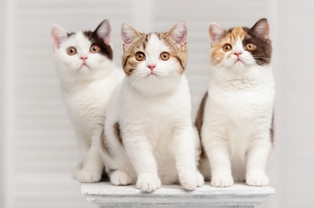 Three kittens on the shelf in the interiorの写真素材