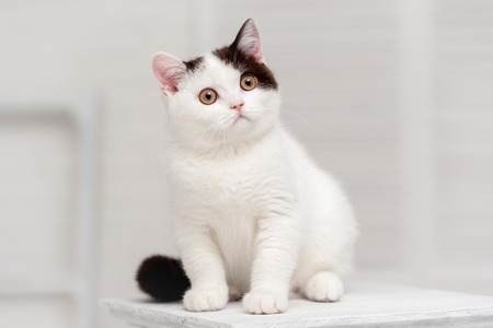 Kitten on the shelf in the interiorの写真素材
