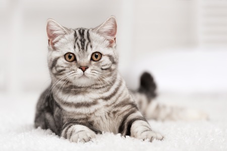 Tabby cat on the white carpet in the interiorの写真素材