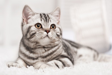 Tabby cat on the white carpet in the interiorの写真素材