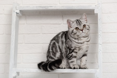 Cat on the shelves in the interiorの写真素材