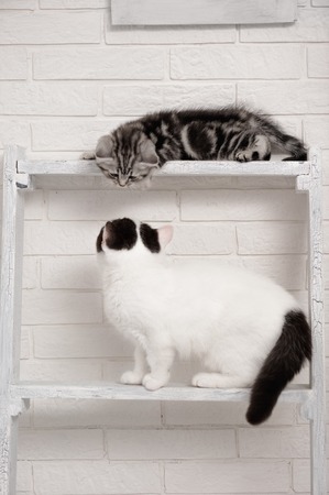 Two kittens playing on the shelves in the interiorの写真素材