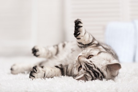 Tabby cat on the white carpet in the interiorの写真素材