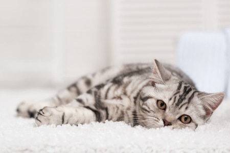 Tabby cat on the white carpet in the interiorの写真素材
