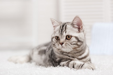 Tabby cat on the white carpet in the interiorの写真素材