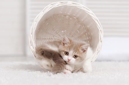 Small kitten in a white basketの写真素材