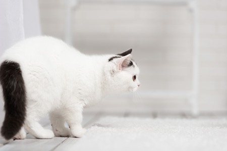 White and black cat looks warily and hunts in the interiorの写真素材