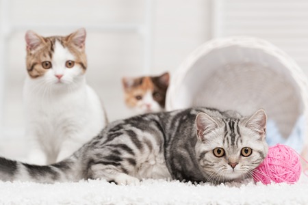 Cat with a ball of yarn lying on the carpet in the interiorの写真素材