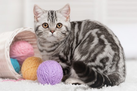 Gray striped cat sitting next to a basket ball of yarn in the interiorの写真素材