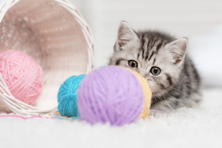 Gray striped kitten sitting next to a basket ball of yarn in the interiorの写真素材