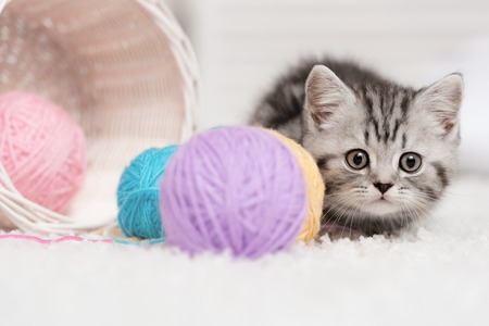 Gray striped kitten sitting next to a basket ball of yarn in the interiorの写真素材