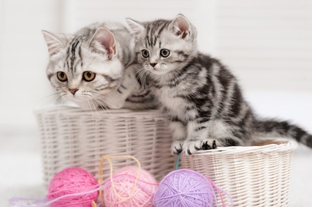 Two cats in baskets with balls of yarn huntの写真素材