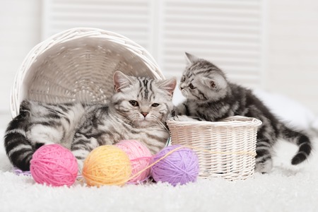 Two cats in baskets with balls of yarn  in the interiorの写真素材