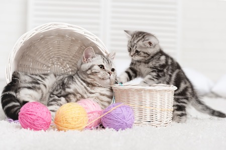 Two cats in baskets with balls of yarn  in the interiorの写真素材