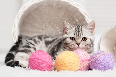 Gray striped cat sitting next to a basket ball of yarn in the interiorの写真素材